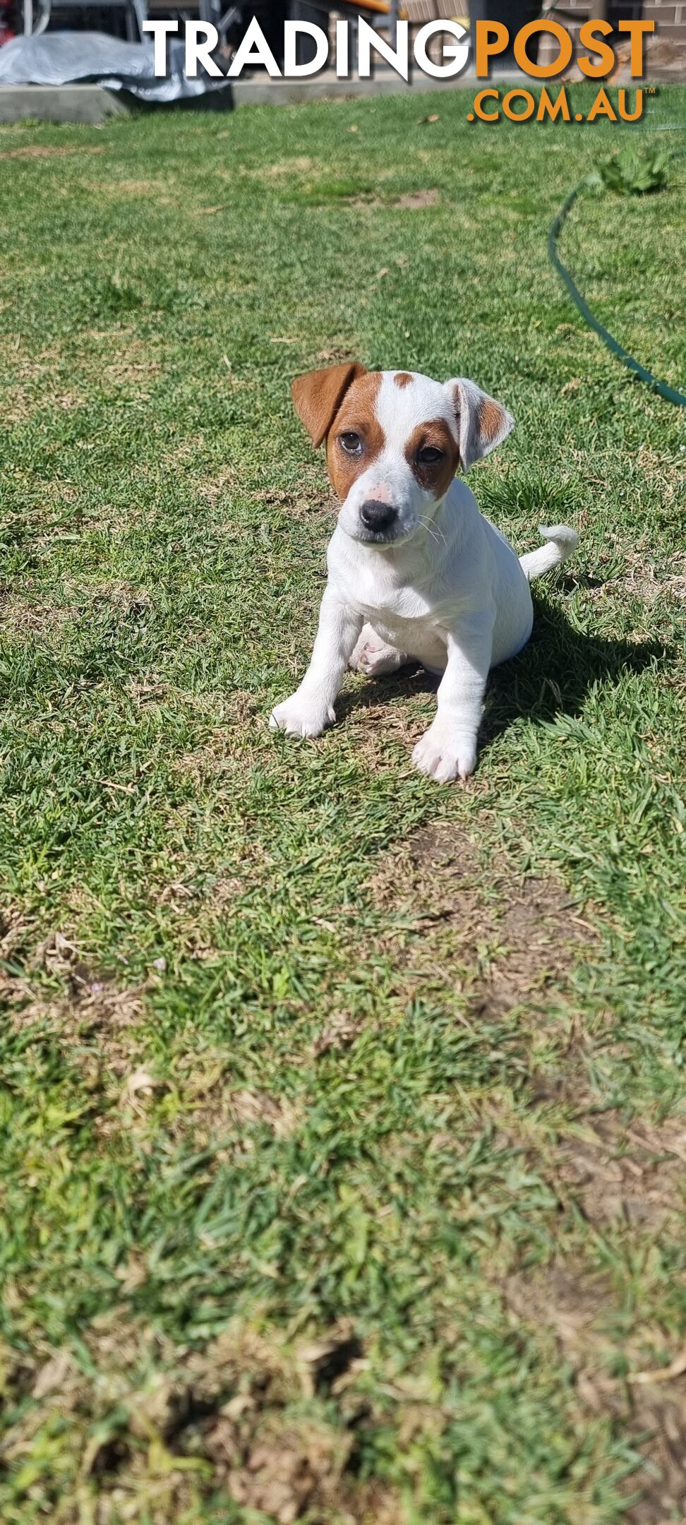 Purebred Jack Russell puppies 🐶