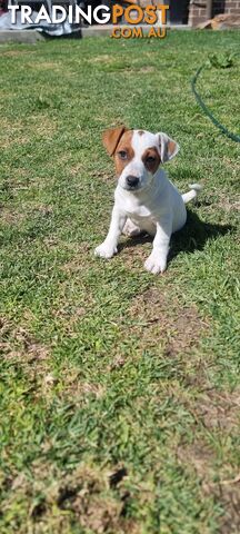 Purebred Jack Russell puppies 🐶