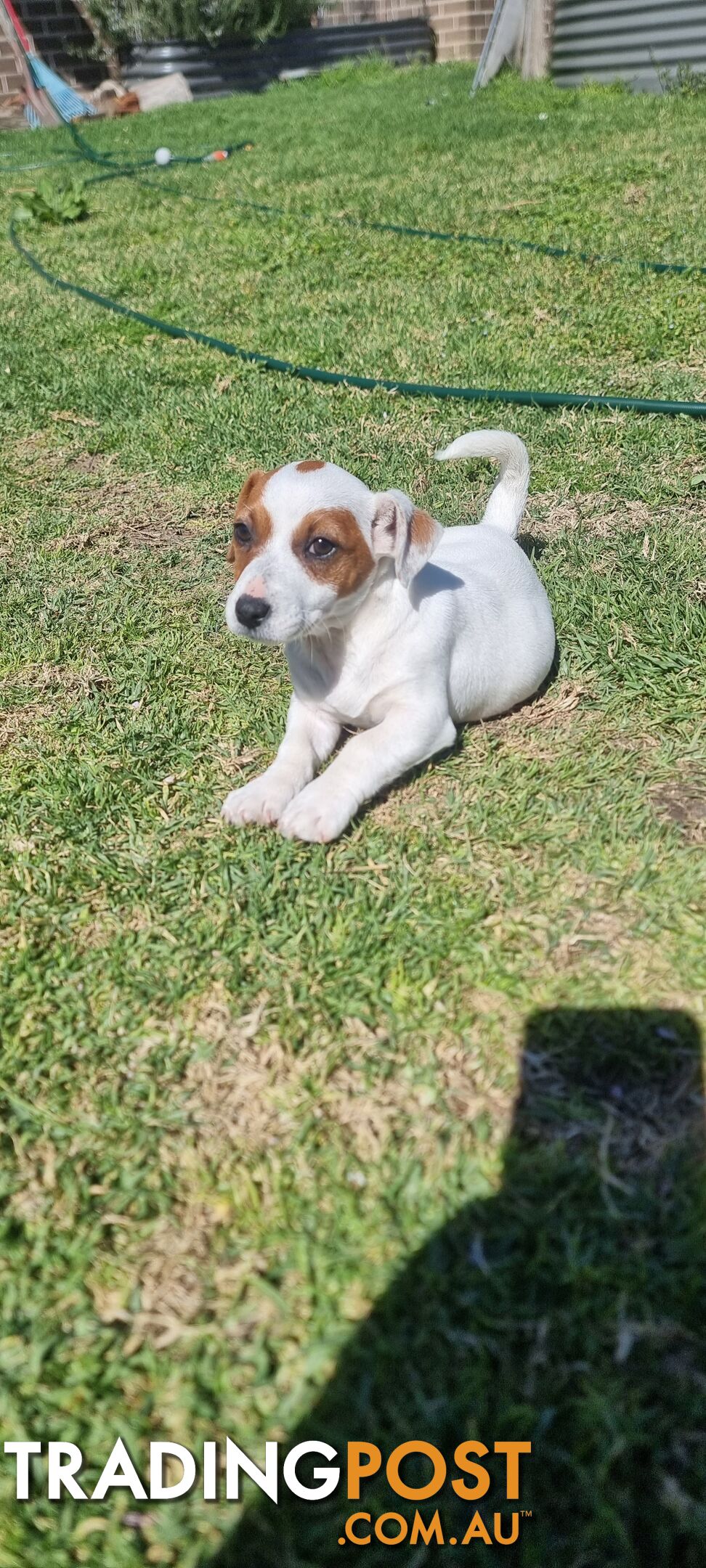 Purebred Jack Russell puppies 🐶