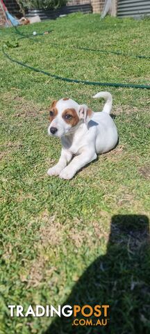 Purebred Jack Russell puppies 🐶