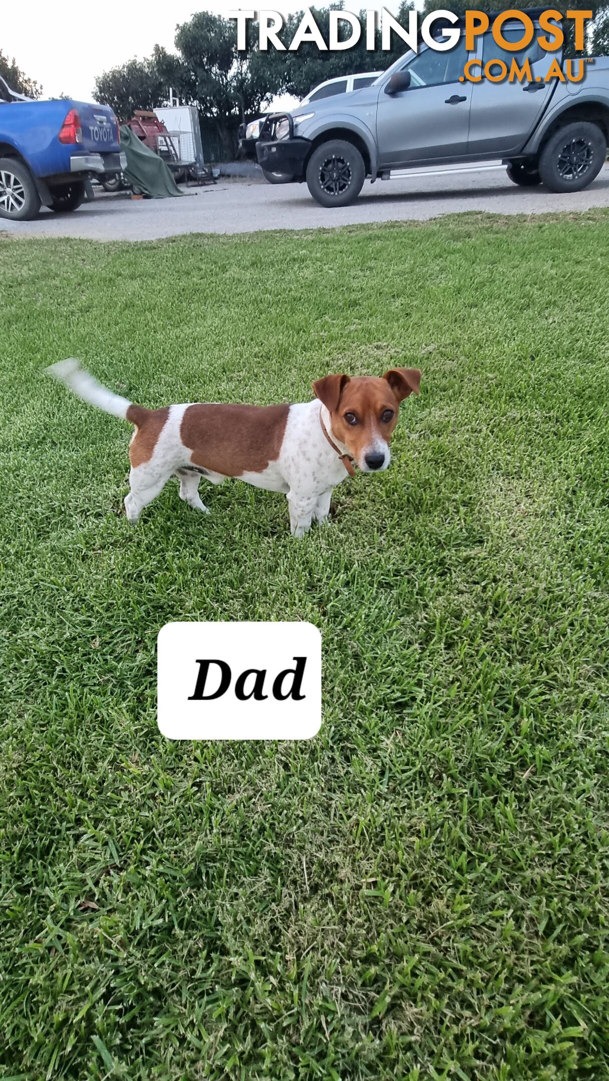 Purebred Jack Russell puppies 🐶