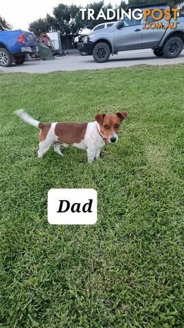 Purebred Jack Russell puppies 🐶