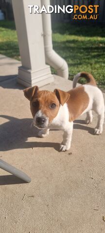 Purebred Jack Russell puppies 🐶