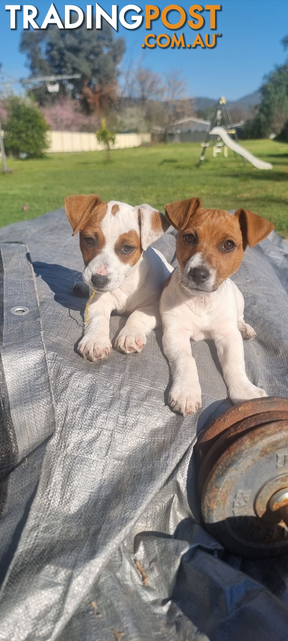 Purebred Jack Russell puppies 🐶