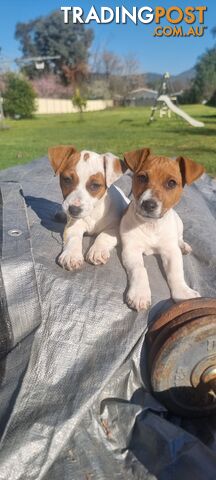 Purebred Jack Russell puppies 🐶