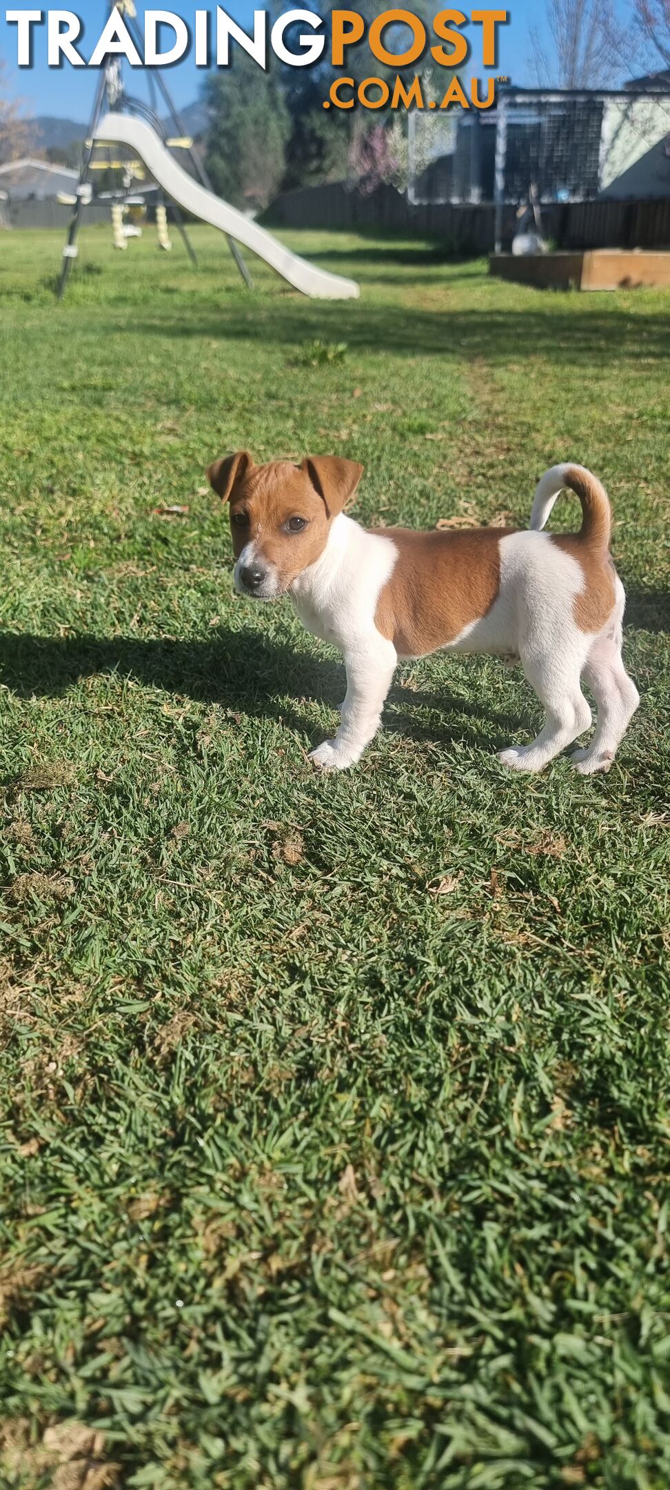 Purebred Jack Russell puppies 🐶