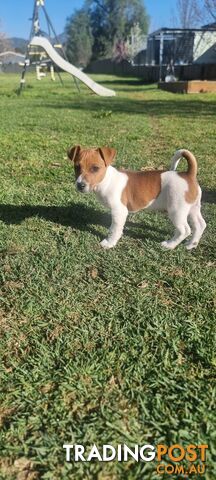 Purebred Jack Russell puppies 🐶