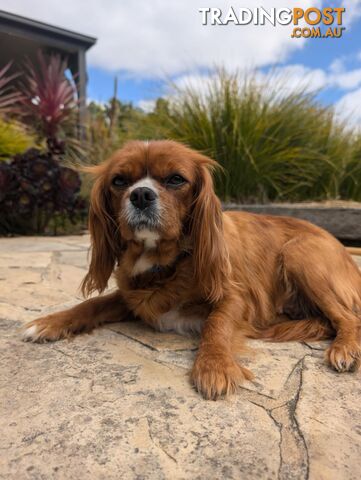 Cavalier King Charles