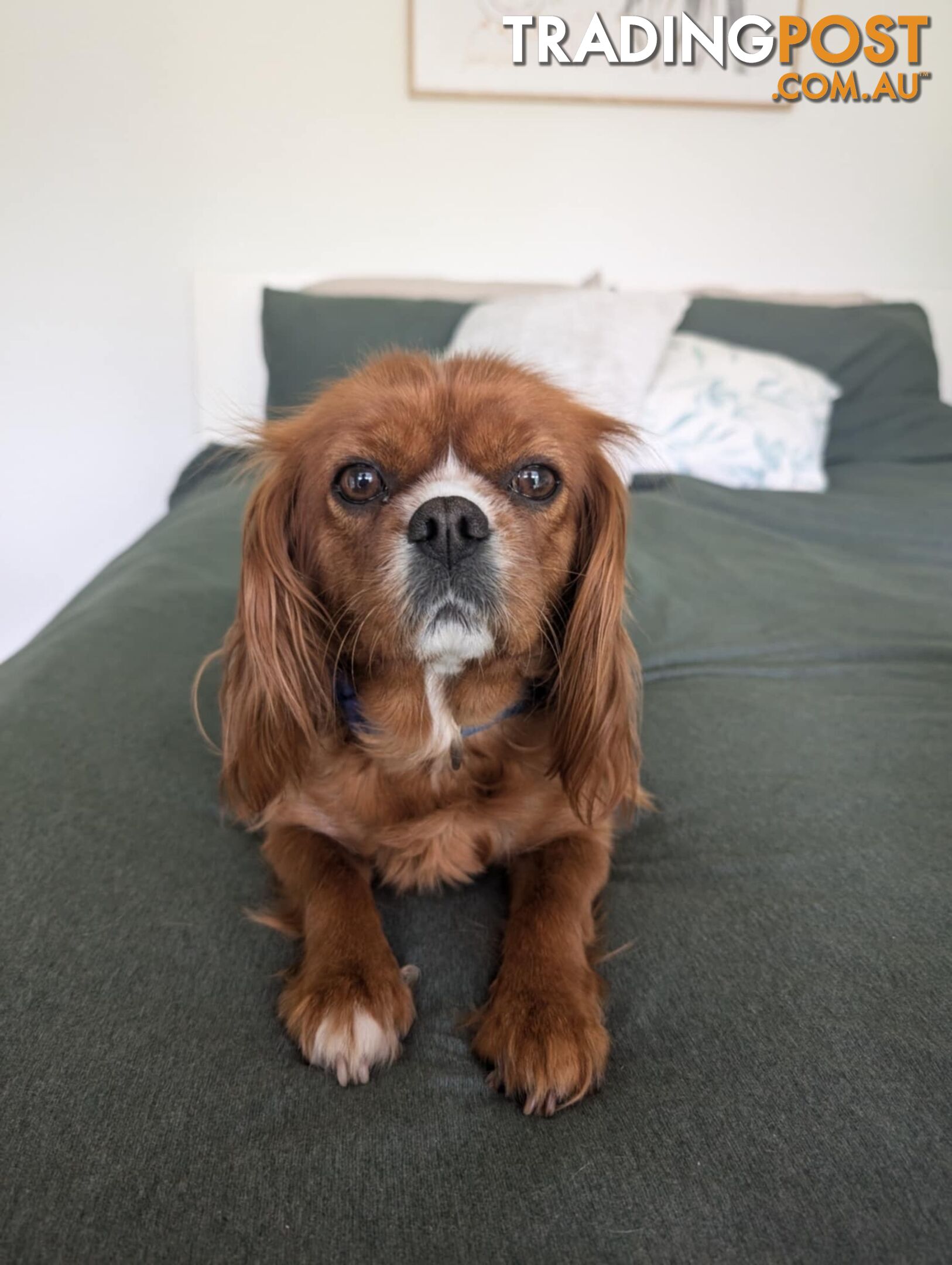 Cavalier King Charles