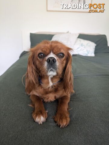 Cavalier King Charles