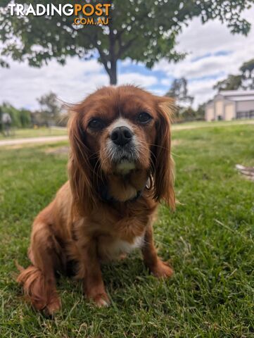 Cavalier King Charles