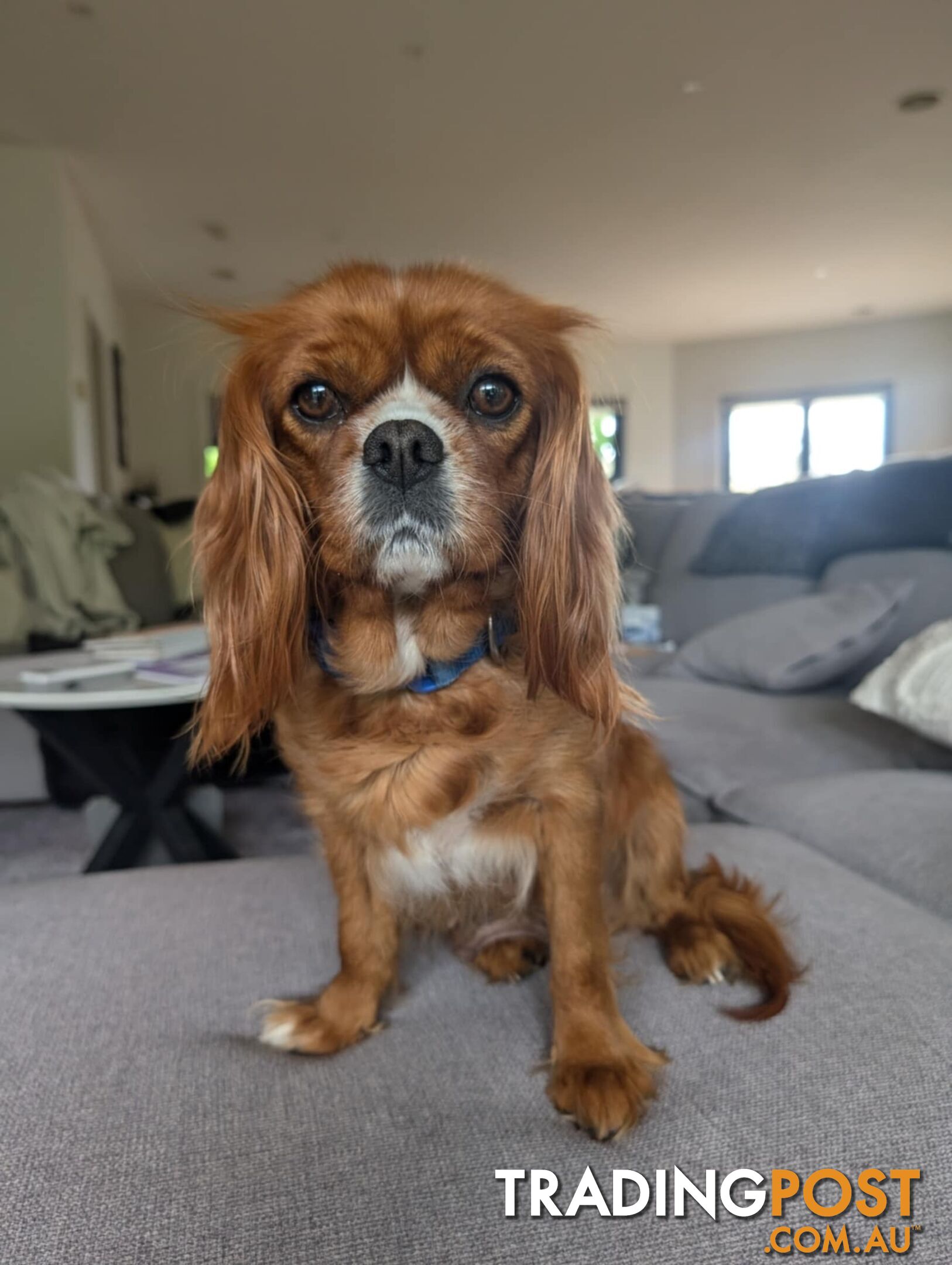 Cavalier King Charles