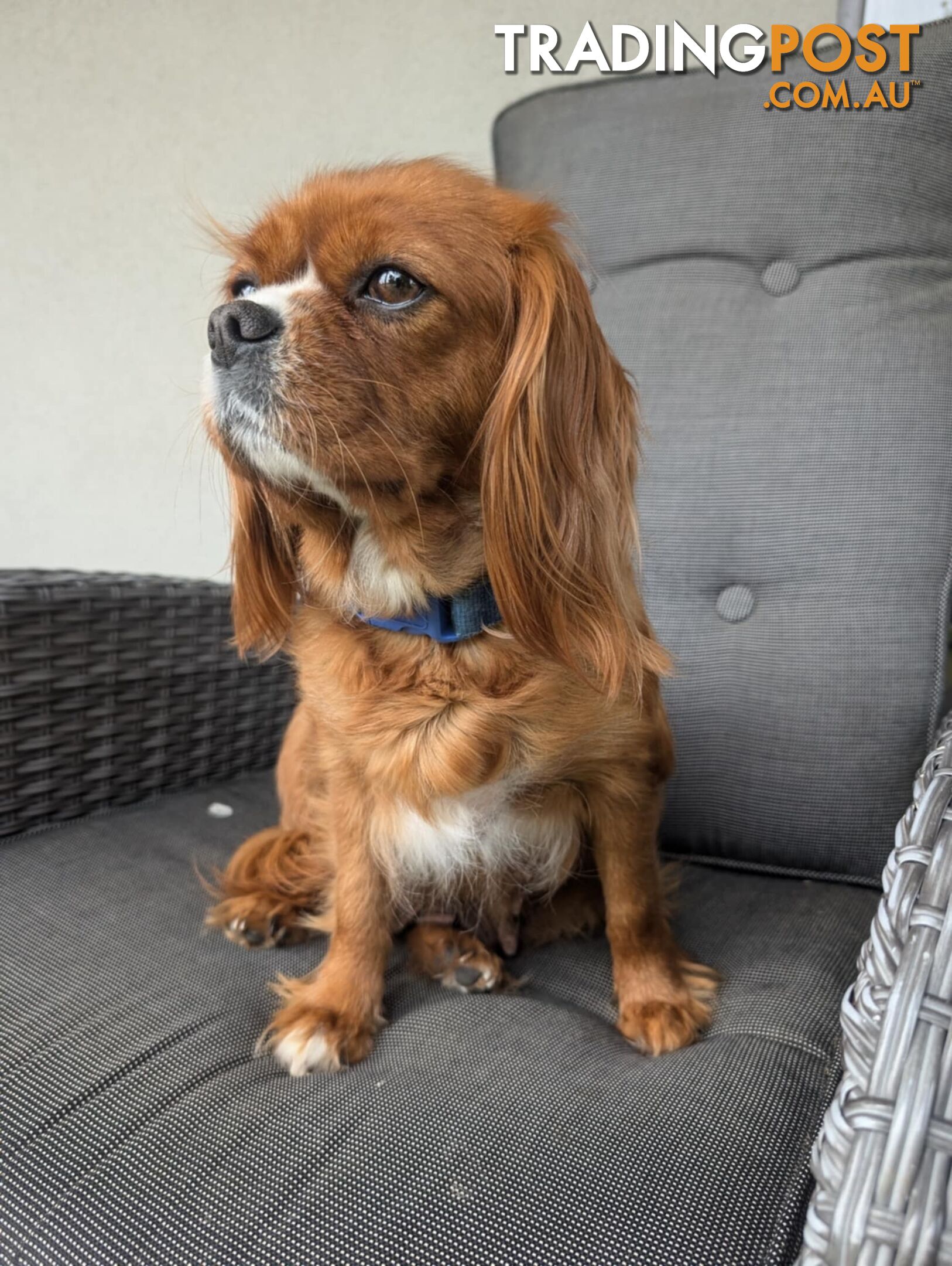 Cavalier King Charles