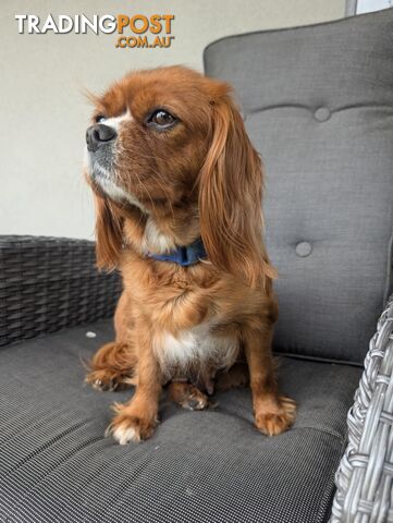 Cavalier King Charles