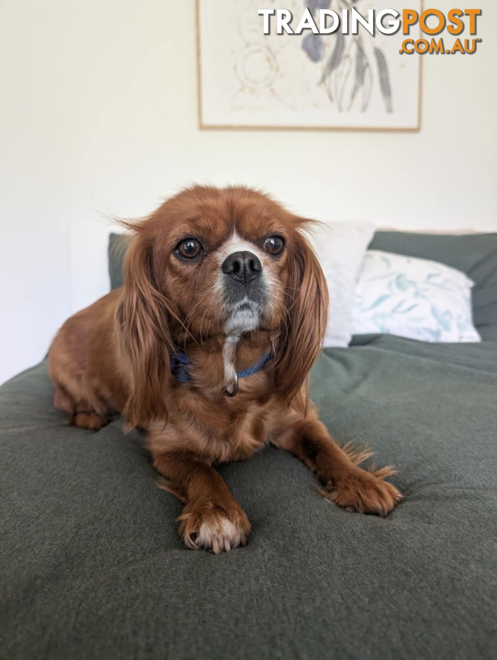 Cavalier King Charles