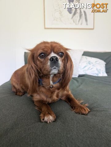 Cavalier King Charles