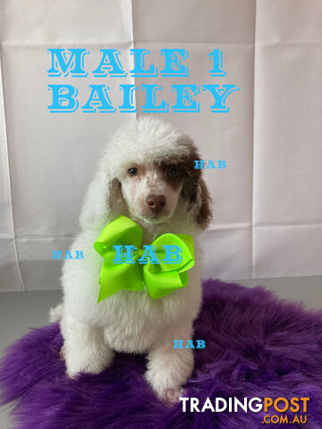 Toy Poodle Parti Pups from $600