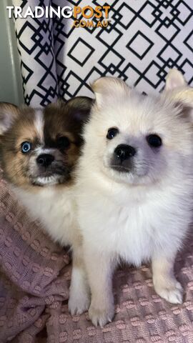 Pomeranian Puppies