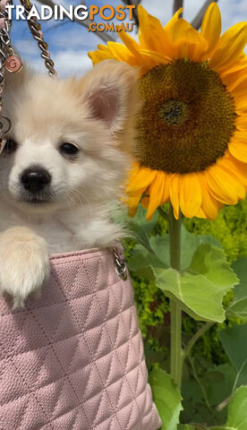 Pomeranian Puppies puppy