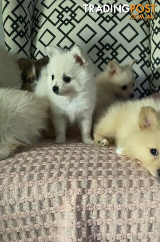 Pomeranian Puppies puppy