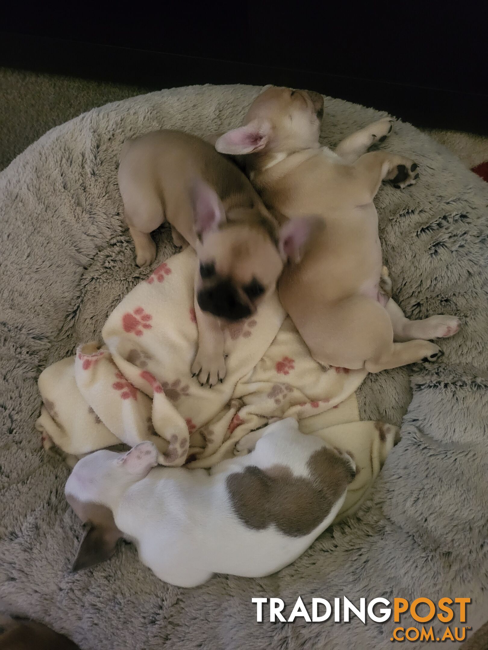 Frenchie pups 2 boys  1 girl