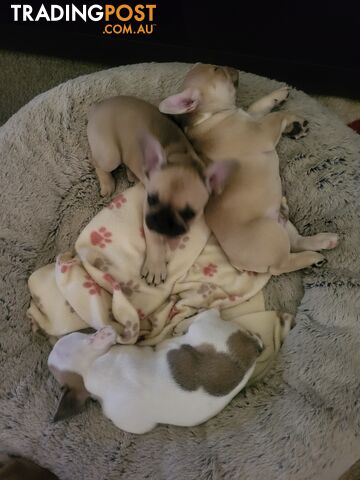 Frenchie pups 2 boys  1 girl