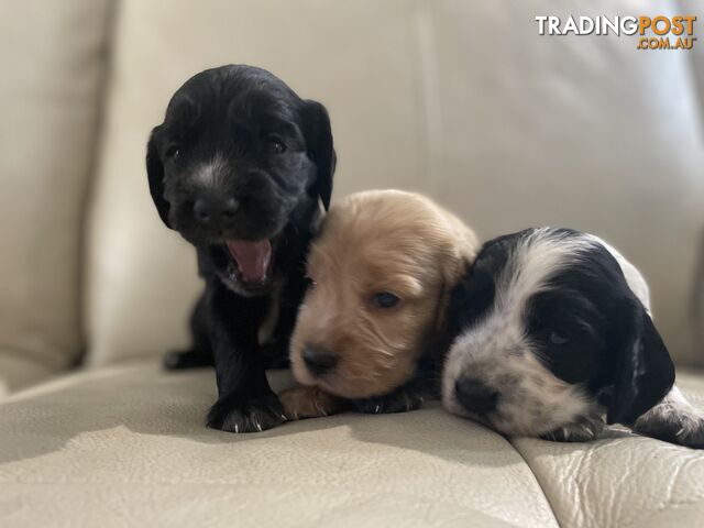 Cocker spaniel