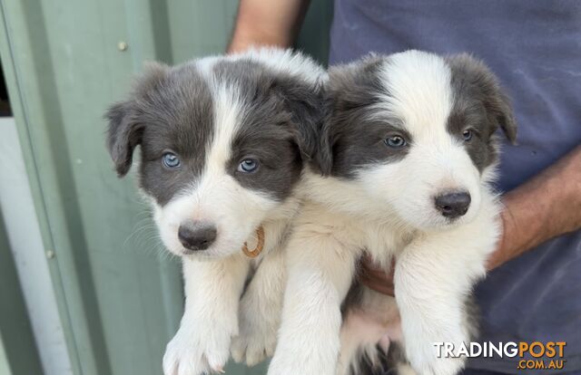 Pedigree Border Collie Puppies