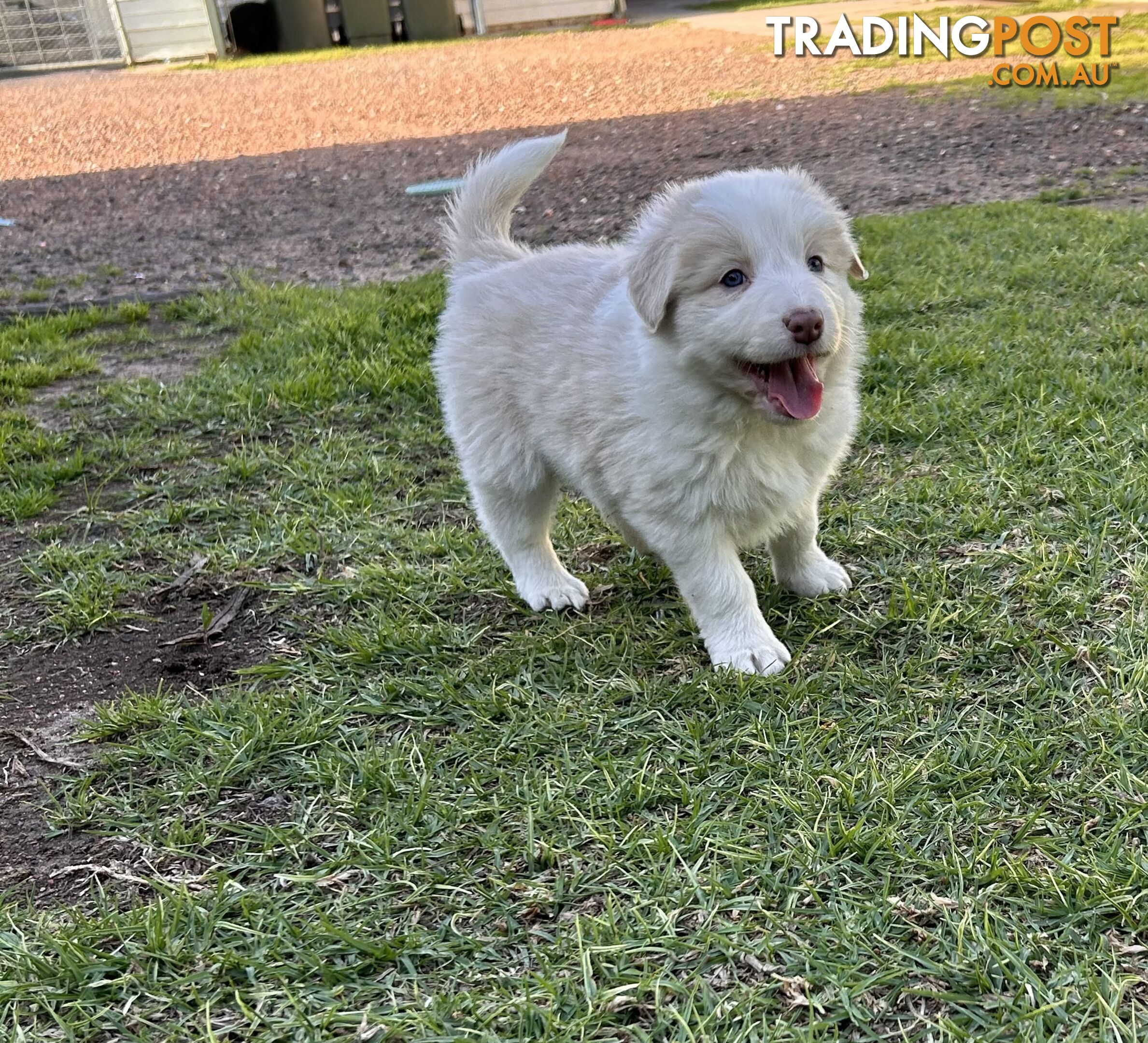 Pedigree Border Collie Puppies