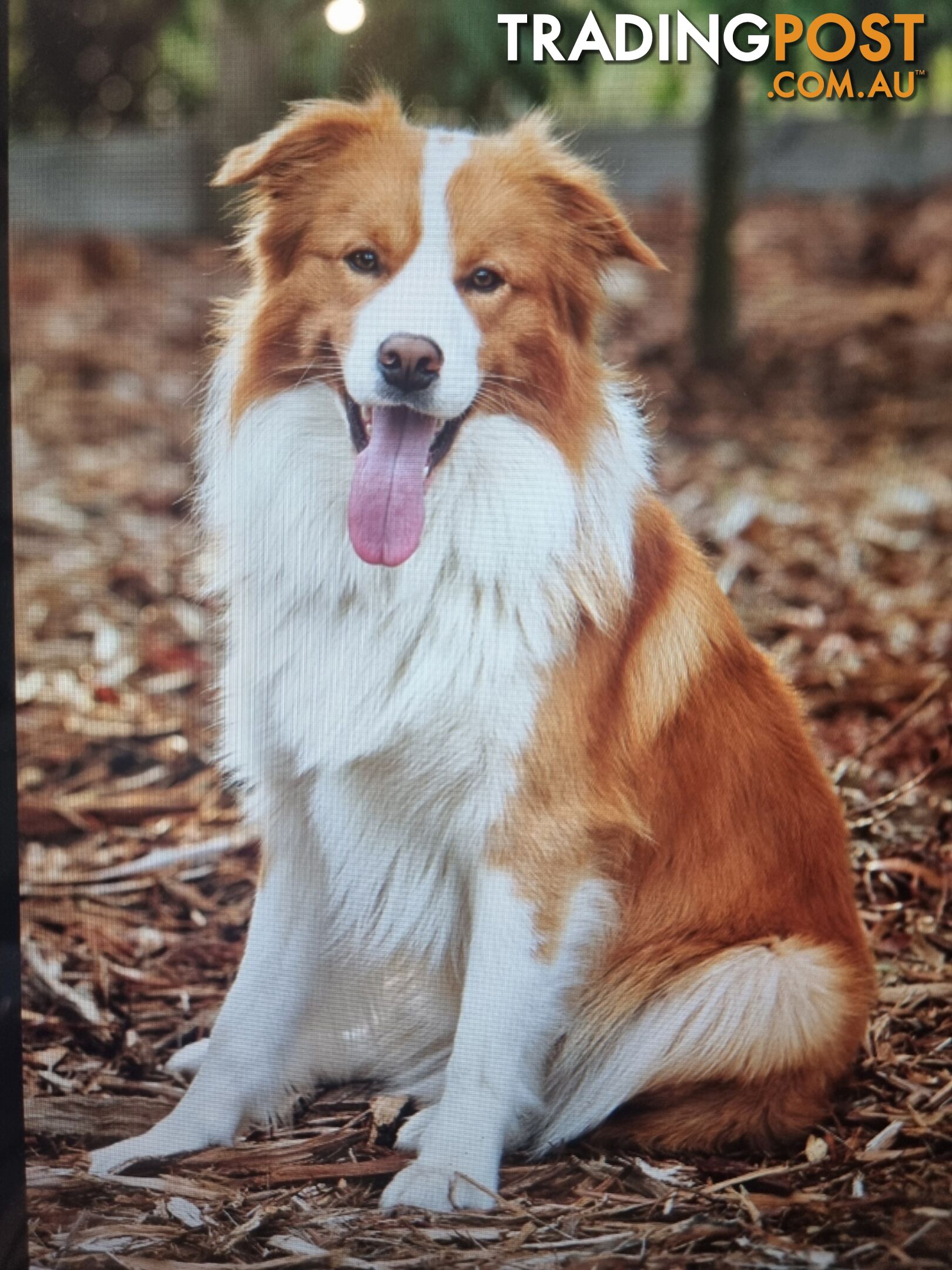 Pedigree Border Collie Puppies