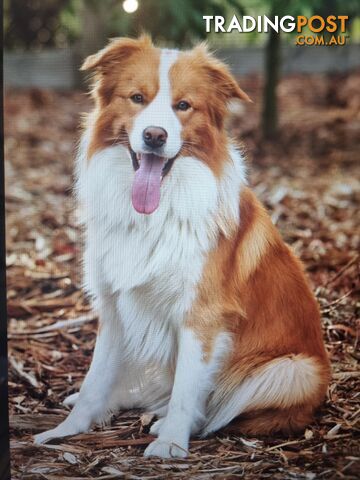 Pedigree Border Collie Puppies