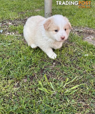 Pedigree Border Collie Puppies