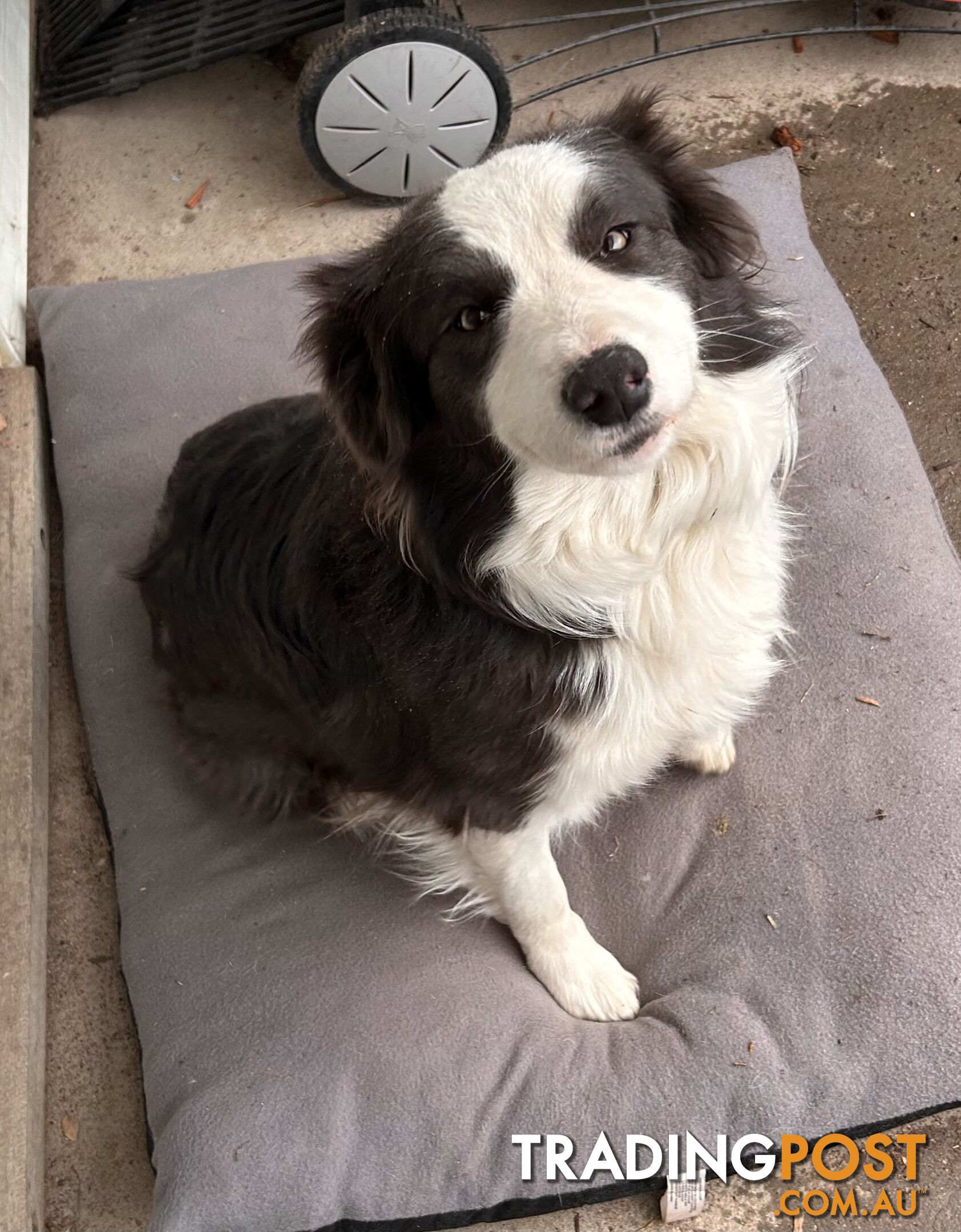 Pedigree Border Collie Puppies