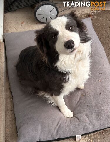 Pedigree Border Collie Puppies