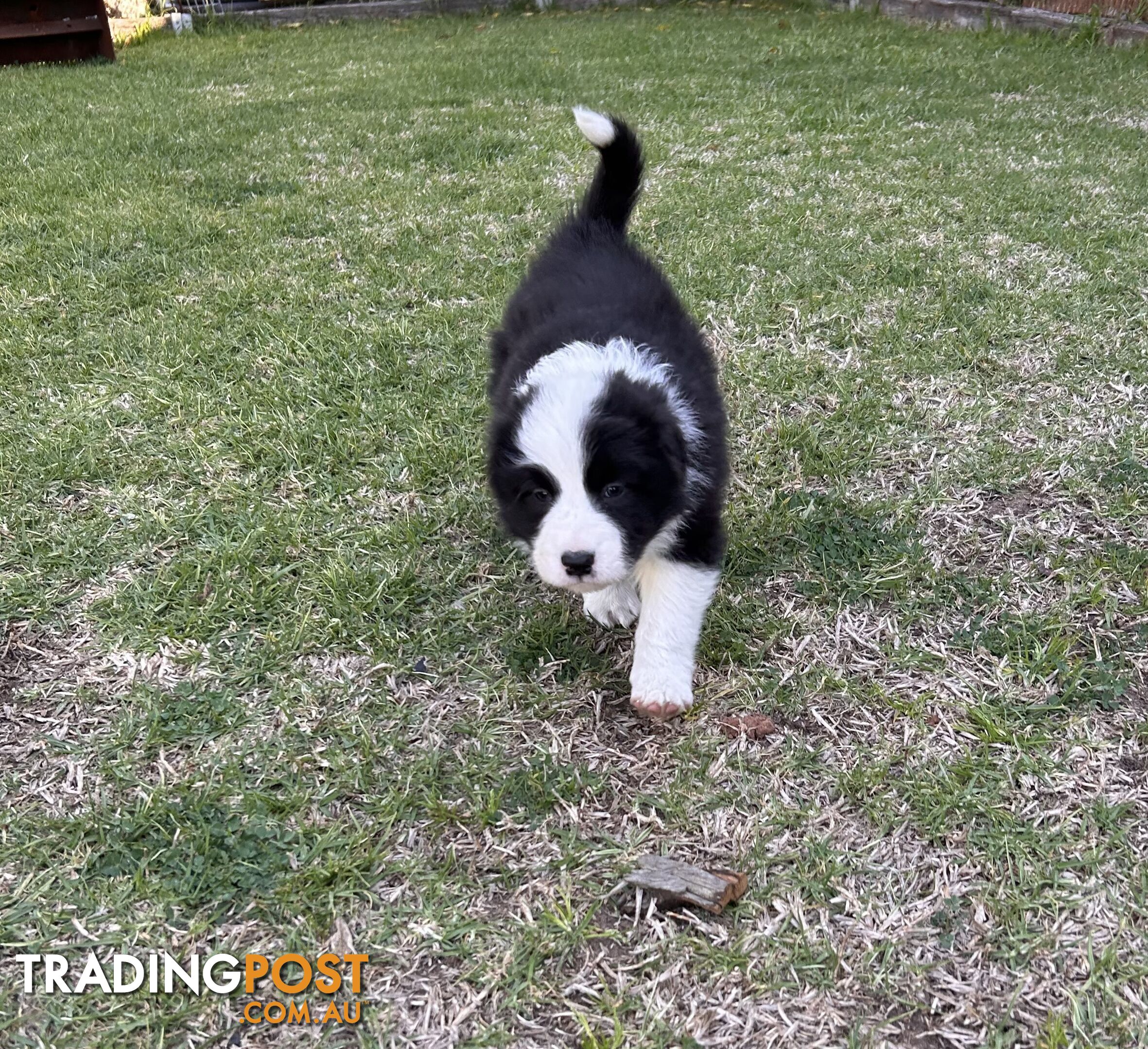 Pedigree Border Collie Puppies