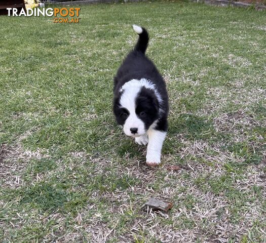 Pedigree Border Collie Puppies