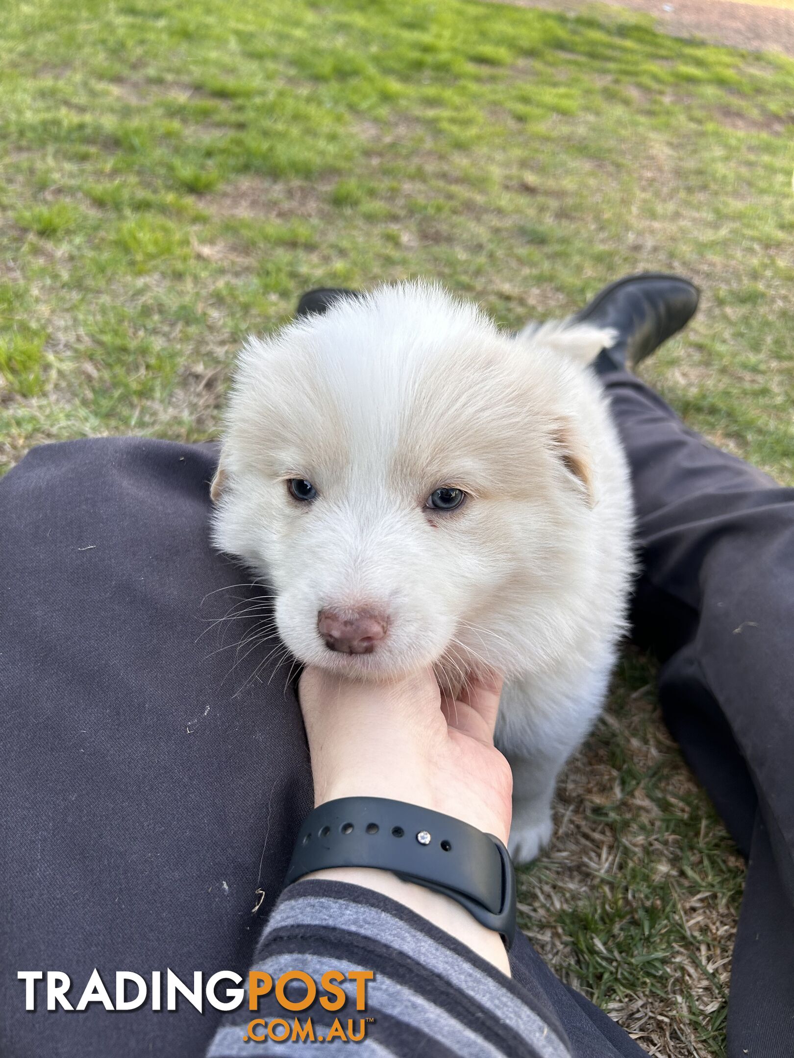 Pedigree Border Collie Puppies