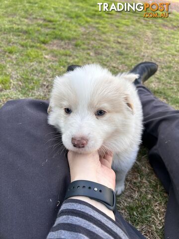 Pedigree Border Collie Puppies