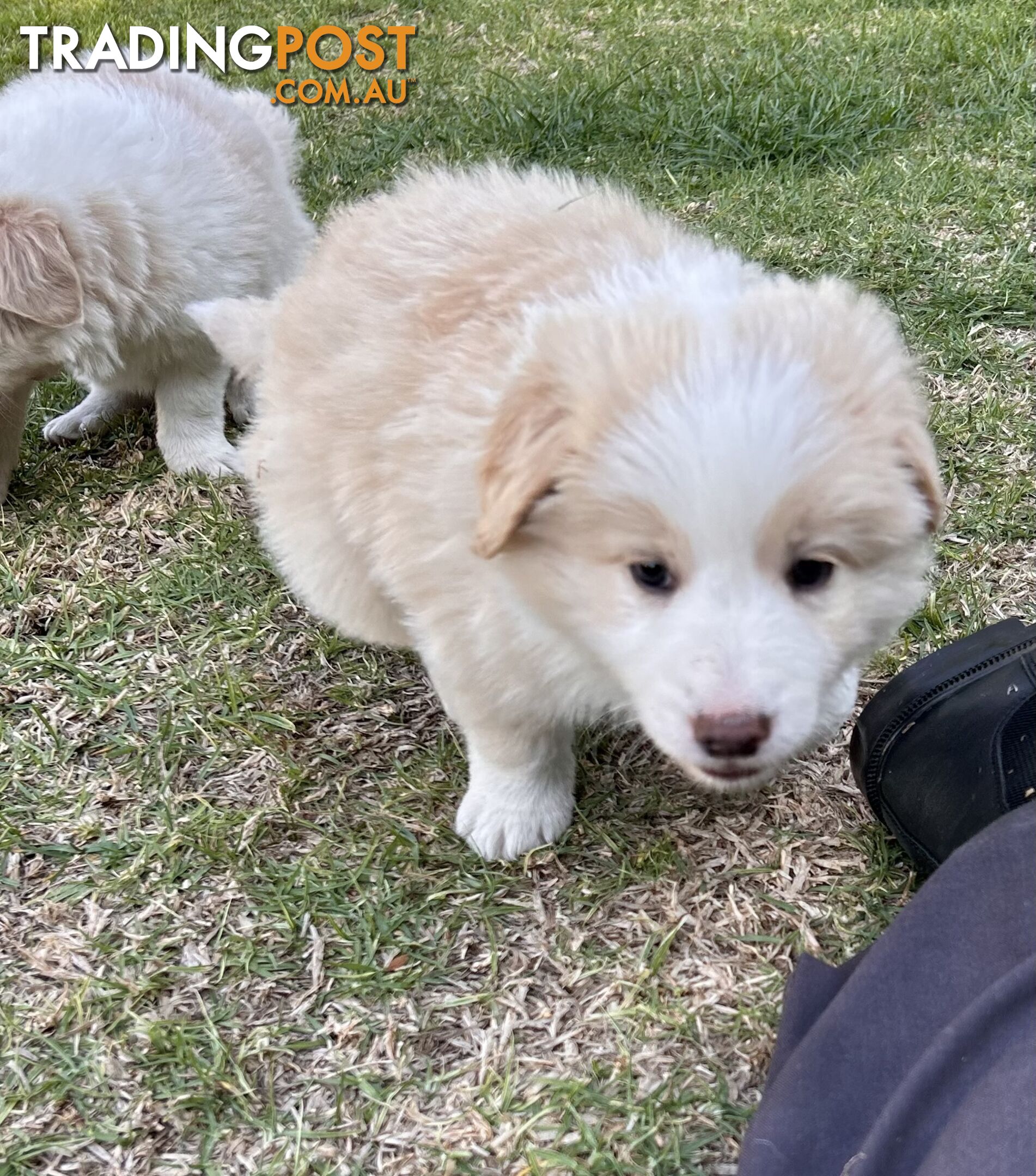 Pedigree Border Collie Puppies