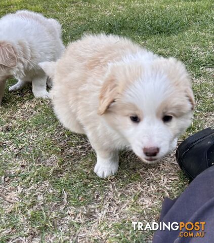 Pedigree Border Collie Puppies