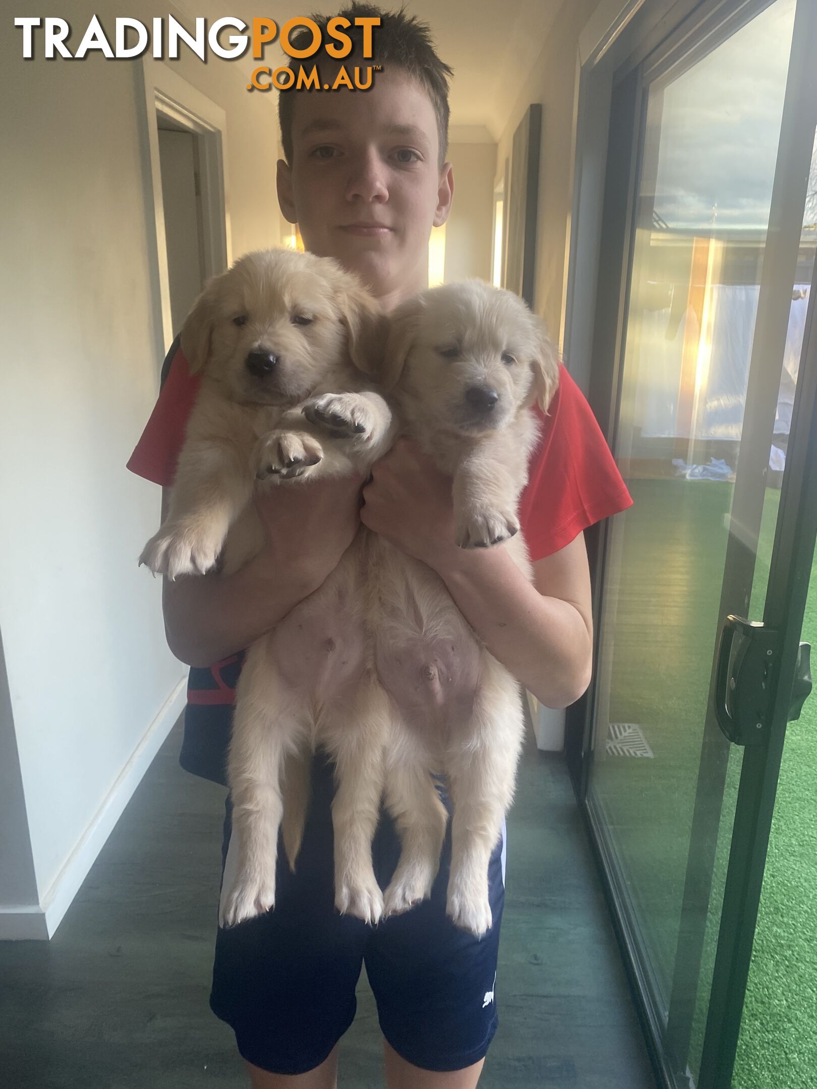 1 MALE Golden retriever puppies left  available in July