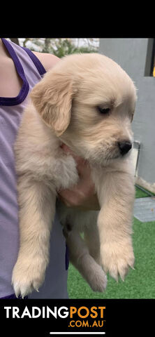 1 MALE Golden retriever puppies left  available in July