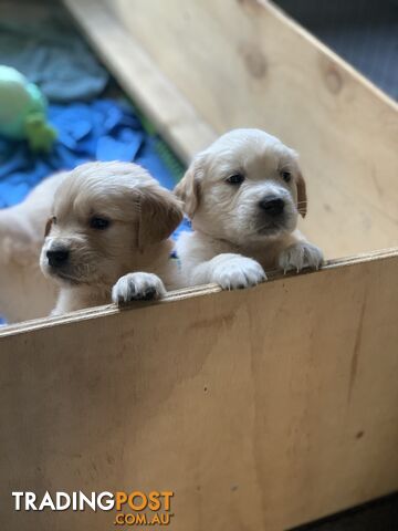 Golden retriever puppies available in July