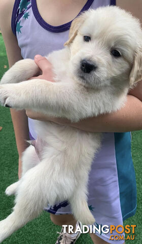 2 MALE Golden retriever puppies left  available in July