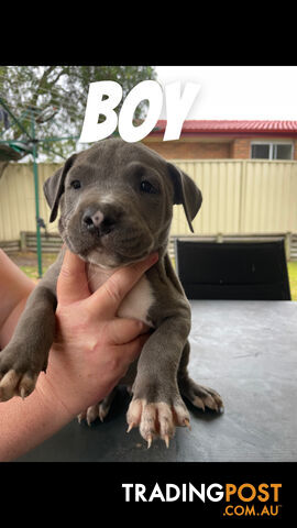 American Staffordshire pups