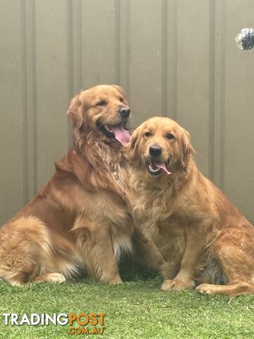 Dark golden retriever pups !!!