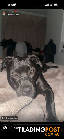 American Staffordshire terrier 10 months old