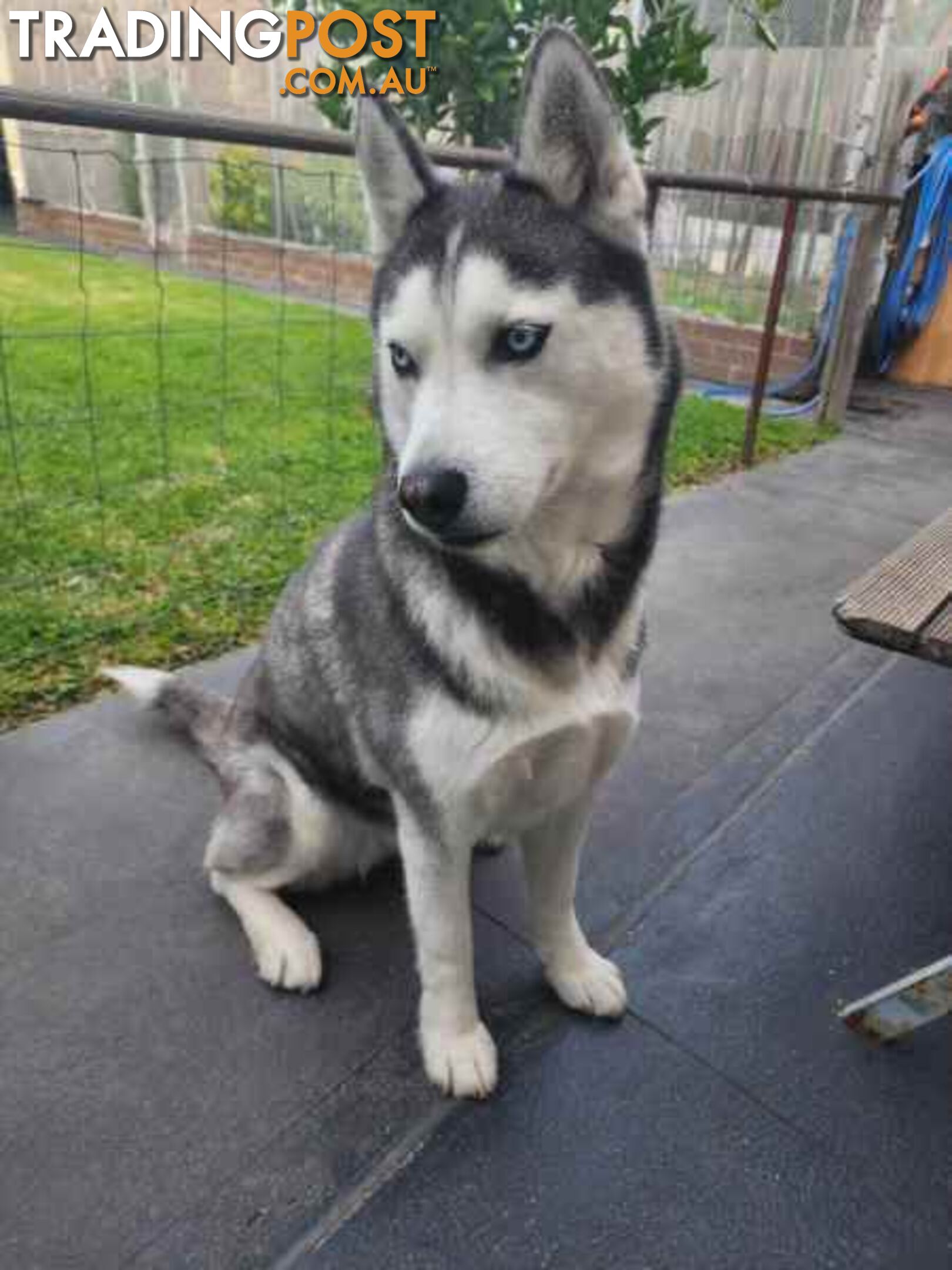 PUREBREED SIBERIAN HUSKY