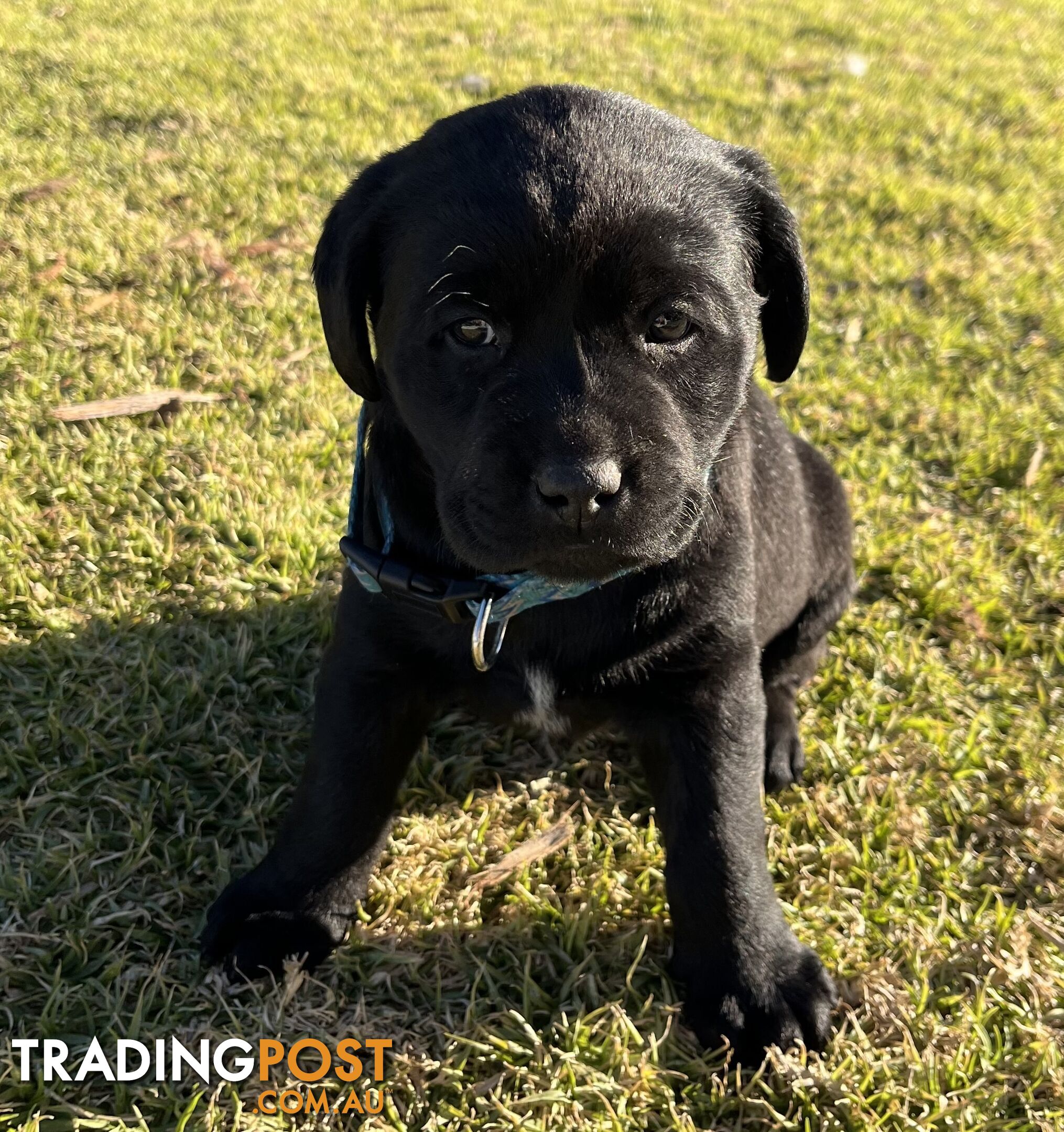 Black Labrador puppies