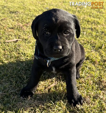 Black Labrador puppies